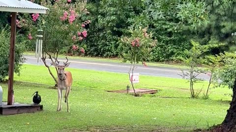 Deer Prances In Fresh Rain