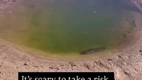 😂🐶 When Life is About Taking Risks - Hilarious Moments from Pets! | FunFM