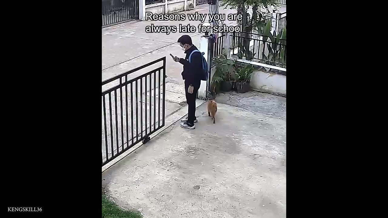 funiest animal
