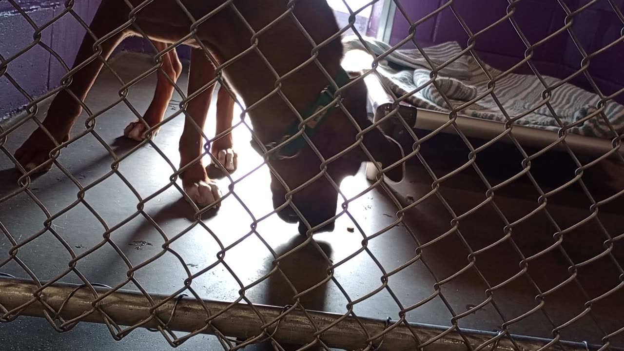 Rio 1y Pet Id 946669 kennel 5 HSSAZ shelter 339