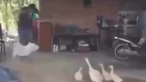 🦆🤣 Duck Attack! | FunFM