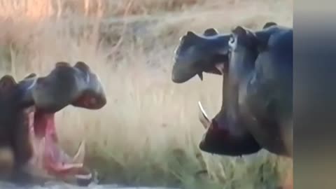 This Hippo Battle Shook the River! 😱 Brutal Fight for Dominance!