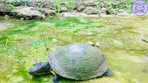 🐢 Sun-Kissed Harmony: Healing Birdsong and a Turtle’s Peaceful Stroll on a Clear Day #calmness #mood