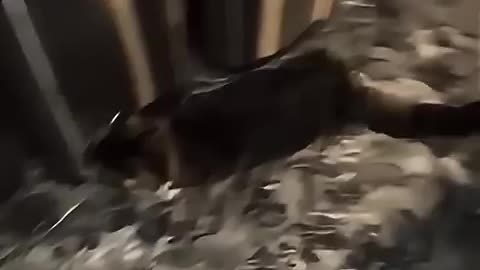Cat Drifts💀