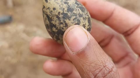 Found a Bird’s Nest with Eggs! 🐦🥚 Nature’s Hidden Gem