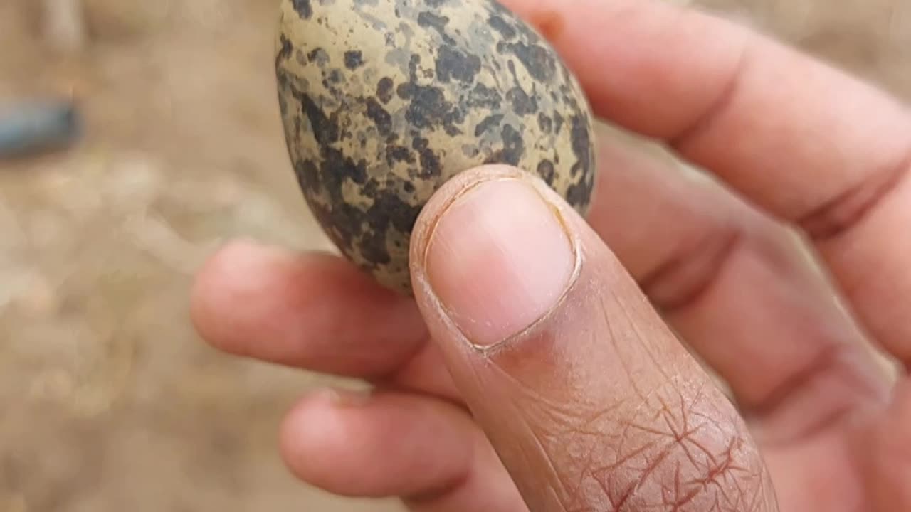 Found a Bird’s Nest with Eggs! 🐦🥚 Nature’s Hidden Gem
