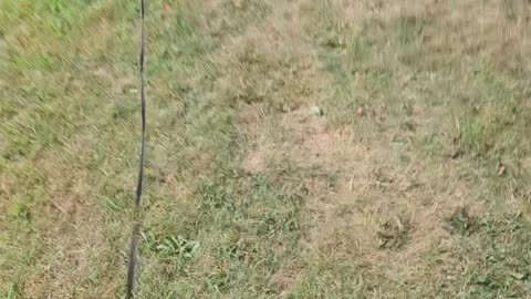 Puppy adventure
