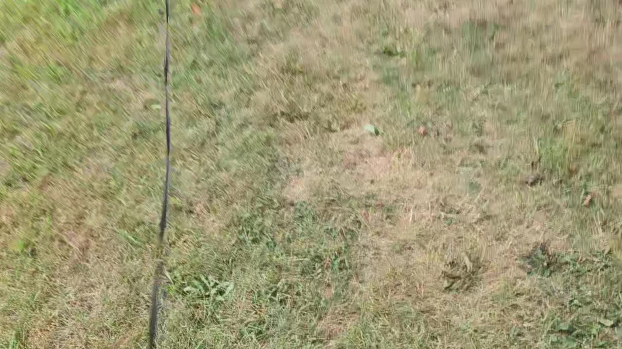 Puppy adventure