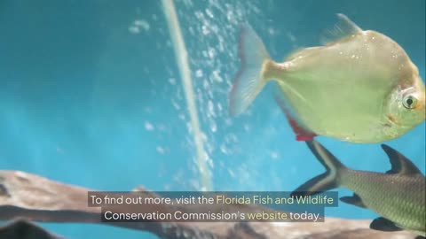 Have you heard about Chronic Wasting Disease? Its a deadly illness affecting dee