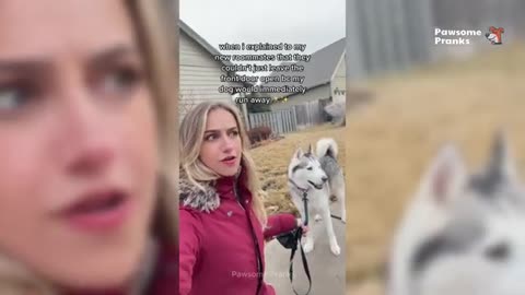 Best of the Funniest Animal Videos 😹🐶 Hilarious Cat & Dog Moments Compilation 🤣