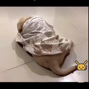 Funny animals video