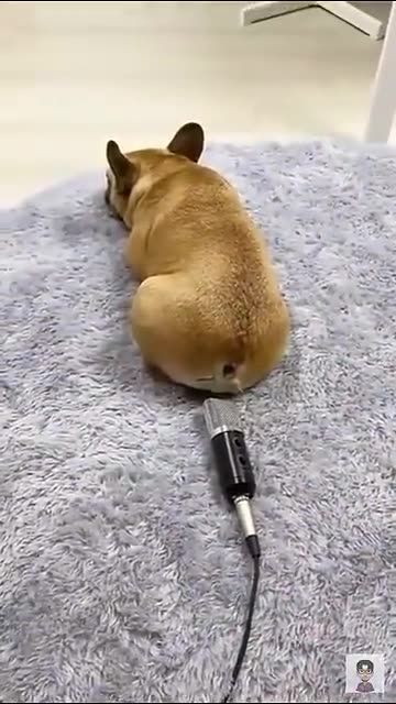 “Hilarious Dog Moments That Will Make Your Day! 😂 | Funniest Dogs Compilation 2025”