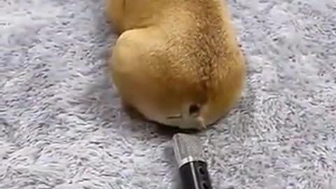 “Hilarious Dog Moments That Will Make Your Day! 😂 | Funniest Dogs Compilation 2025”