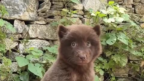 A dog that looks like a bear 🐻🥹