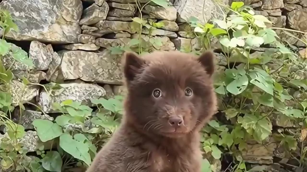 A dog that looks like a bear 🐻🥹