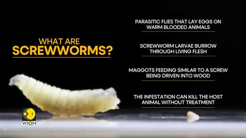 US_Detects_Human_Case_Of_Screwworm_Infestation___Maryland_Resident_Infected_After_Guatemala_Trip