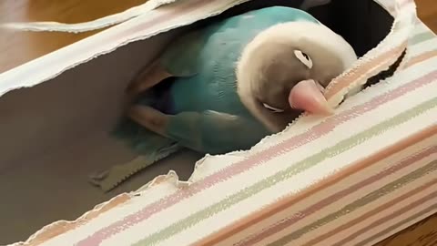 ✨👍 #satisfying | The Most Relaxing Way To Fold A Shirt | LifeHacksDaily