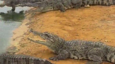 The crocodile is afraid of the shovel.