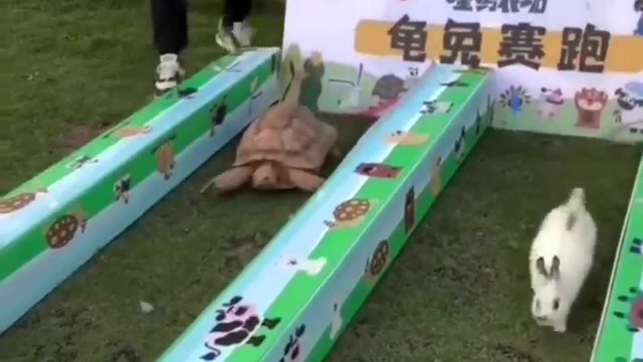 Race of the rabbit and the tortoise