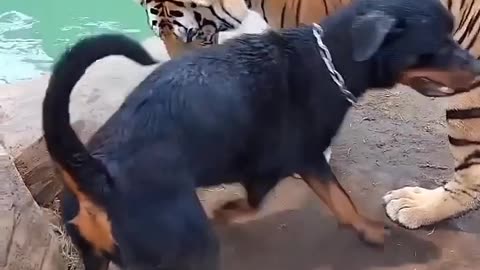 animals