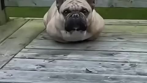 Dog Nail Trim