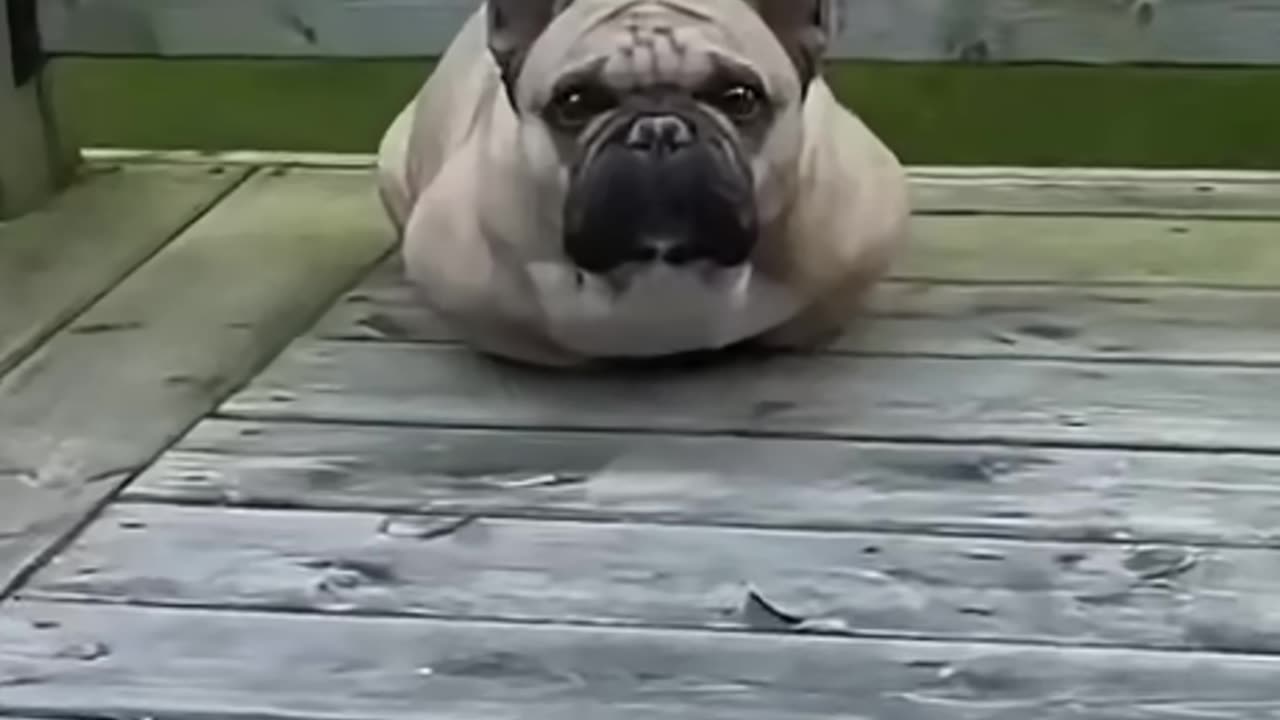 Dog Nail Trim