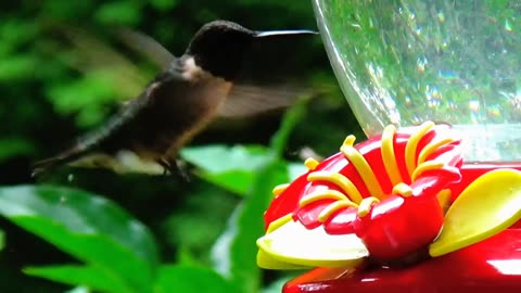 Hummingbird