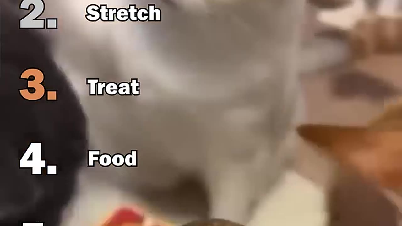 Ranking Best Cats Being Slick Moments