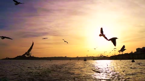 Beautiful birds flying in the sky 🥺❤️