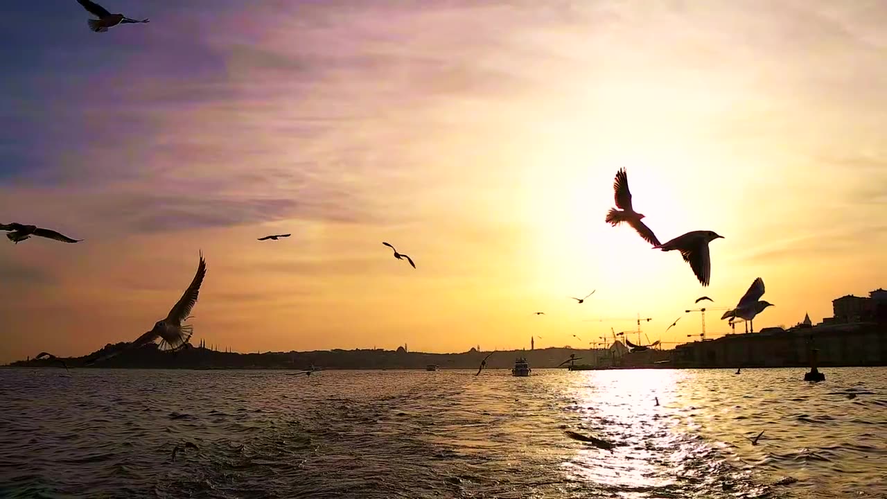 Beautiful birds flying in the sky 🥺❤️