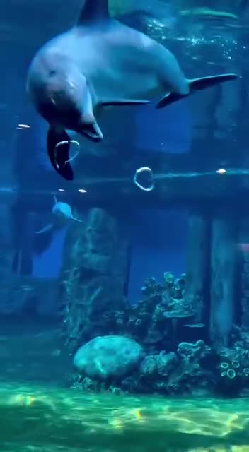 Dolphins are such intelligent creatures