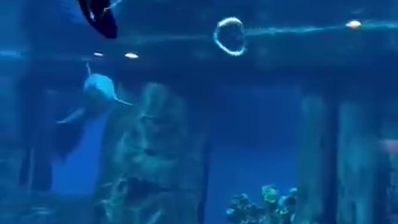 Dolphins are such intelligent creatures
