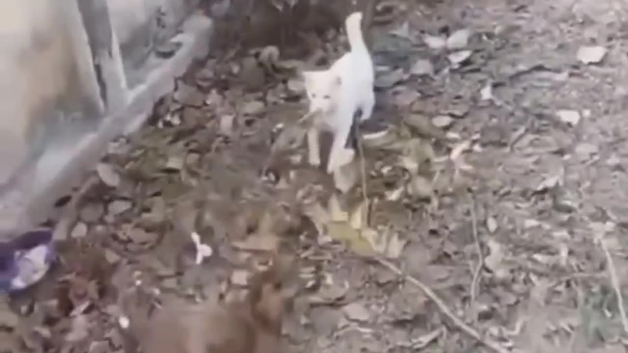 Purrfectly Funny | Cats & Kittens Moments 😺💕