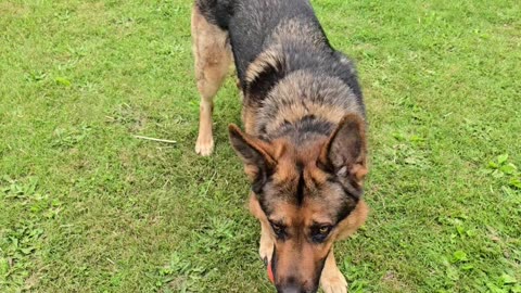 Virgil german shepherd.
