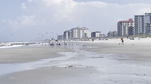 Tourists vs Seagulls