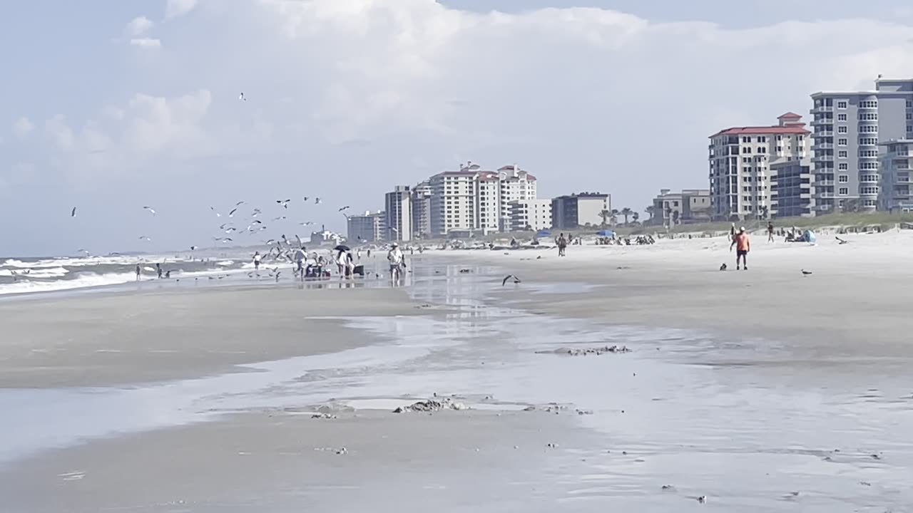 Tourists vs Seagulls