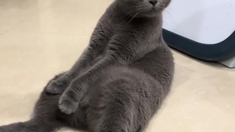 🤔🐻 Is Mr. Chubby Feeling OK? | FunFM