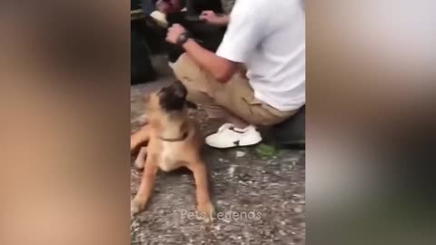 Nice pet