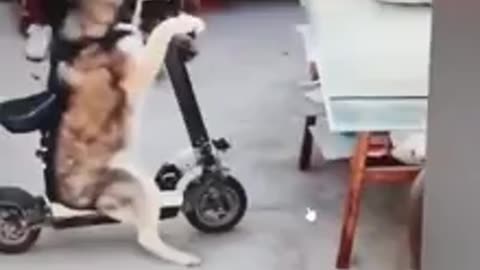 Bizarre pet tricks