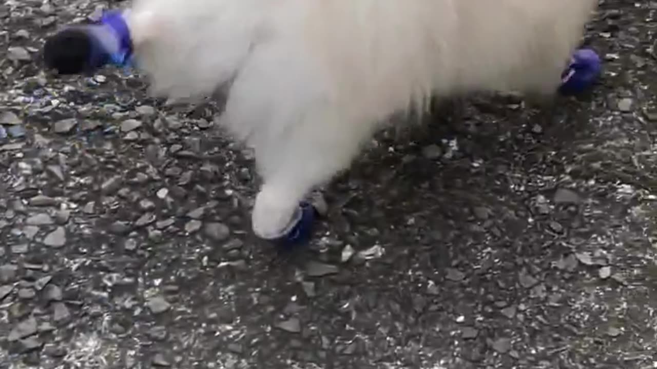 Moonwalk pomeranian version 😂