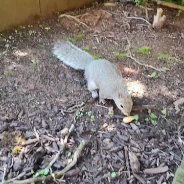 Handfeeding Mika the squirrel 🐿️🥰‼️