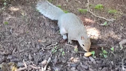 Handfeeding Mika the squirrel 🐿️🥰‼️