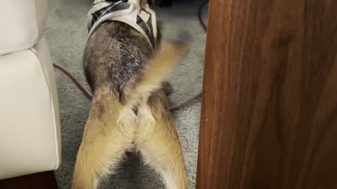 Puppy protects owner from evil exercise ball attack! LOL