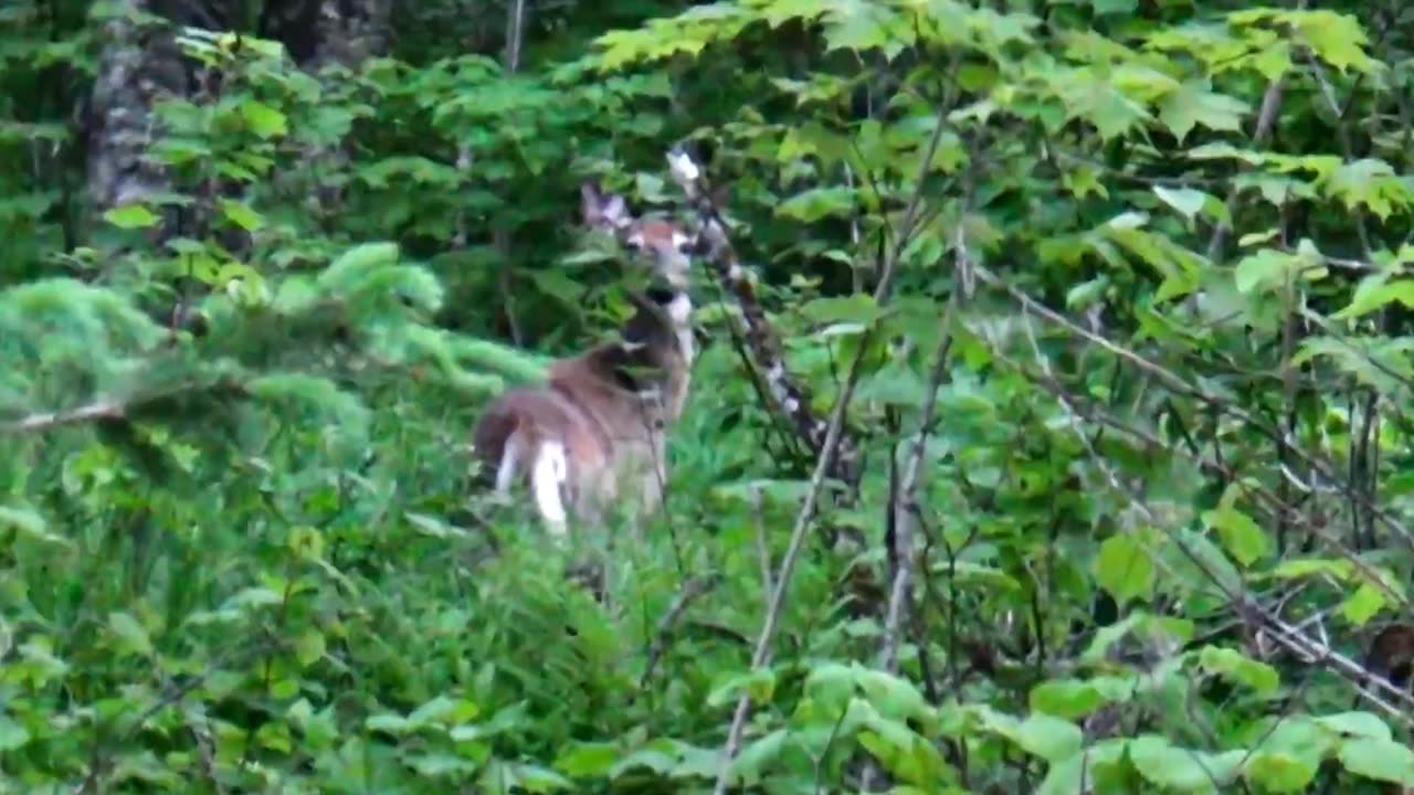 White-tailed deer