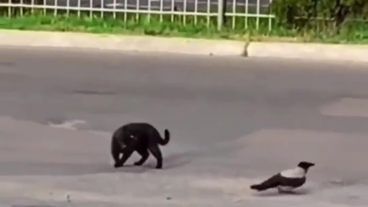 Too Cute to Handle | Funny Cats and Kittens 🐱✨