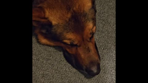 Virgil german shepherd.