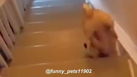 Funny cats and animals videos