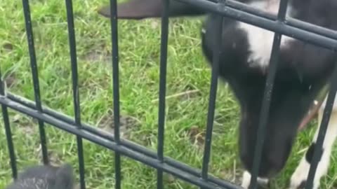 Animals Funny Video