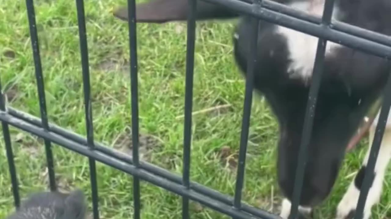 Animals Funny Video