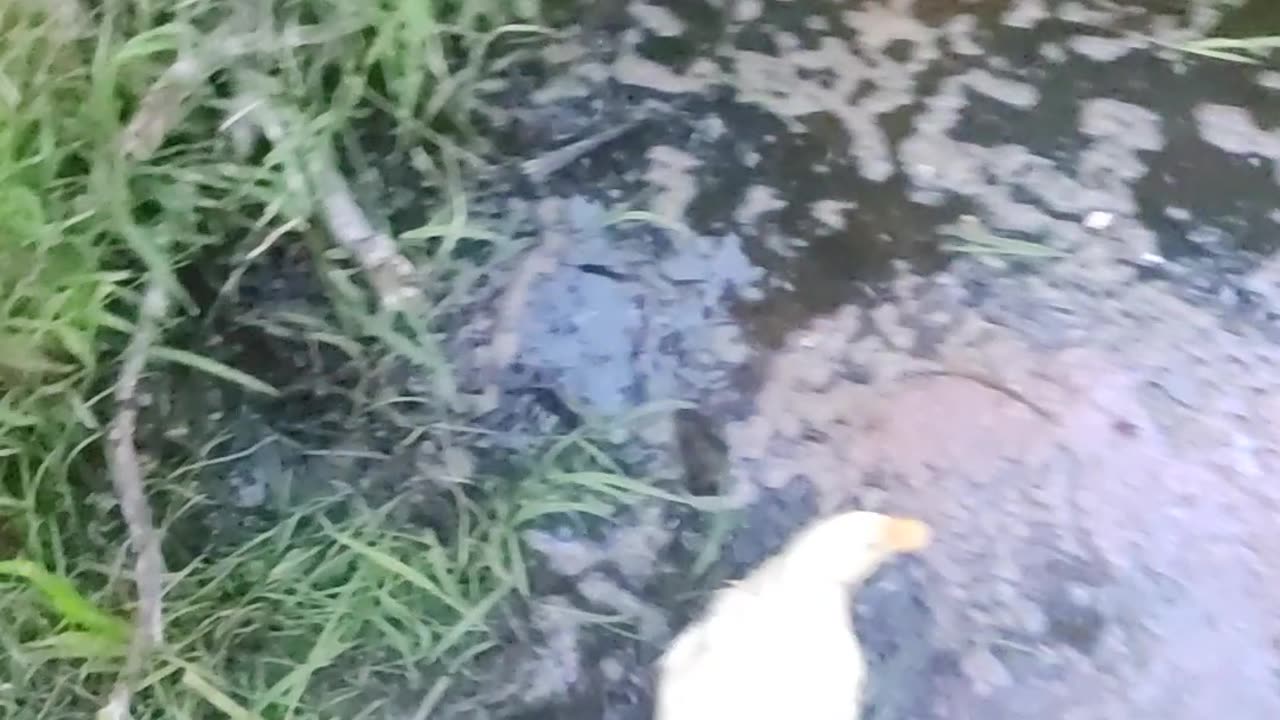Peeps and a Frog